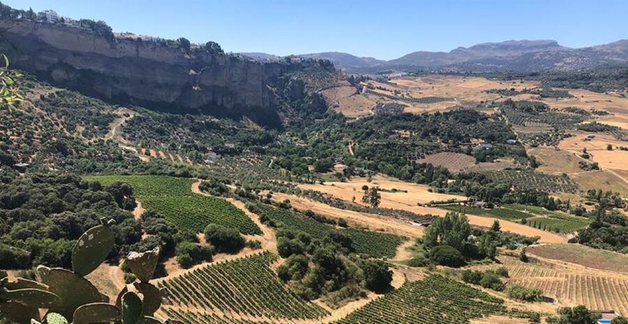 From Marbella: Ronda Tour Wineries Tour with Lunch - Ronda first, wine country after