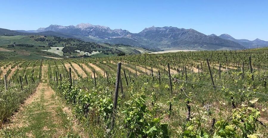 From Marbella: Ronda Tour Wineries Tour with Lunch - Lunch with the vineyard in view
