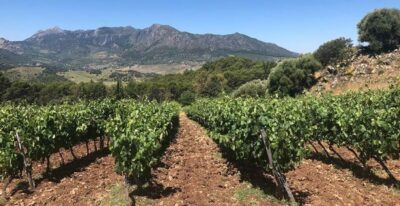 From Marbella: Ronda Tour Wineries Tour with Lunch