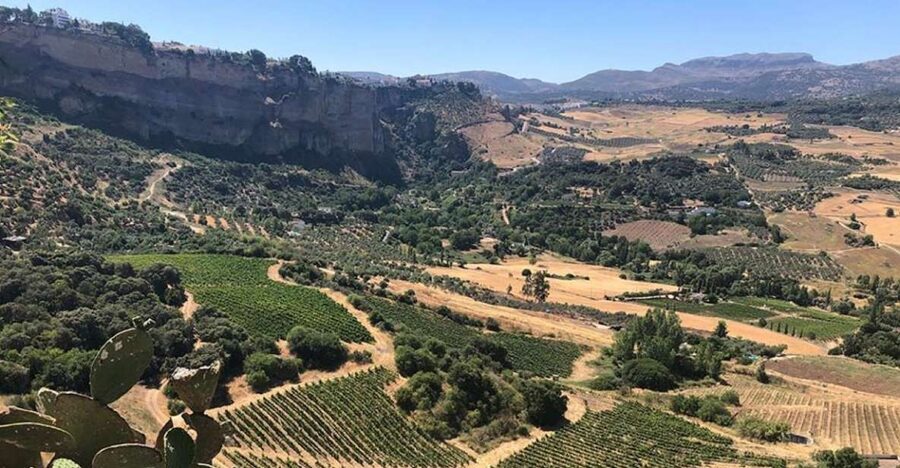 From Marbella: Ronda Tour Wineries Tour with Lunch - Timing, comfort, and who will enjoy it