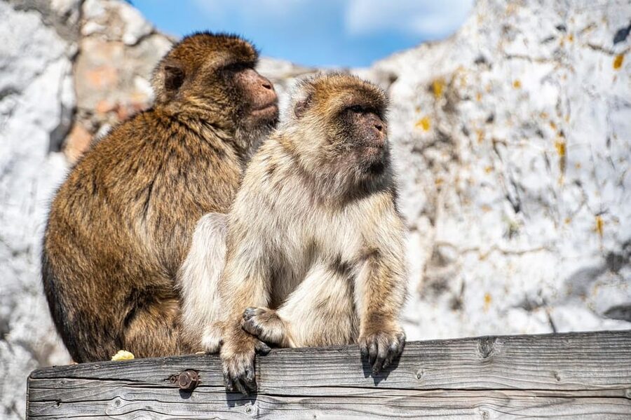 From Torremolinos: Day Trip to Gibraltar - Crossing into Gibraltar with your documents ready