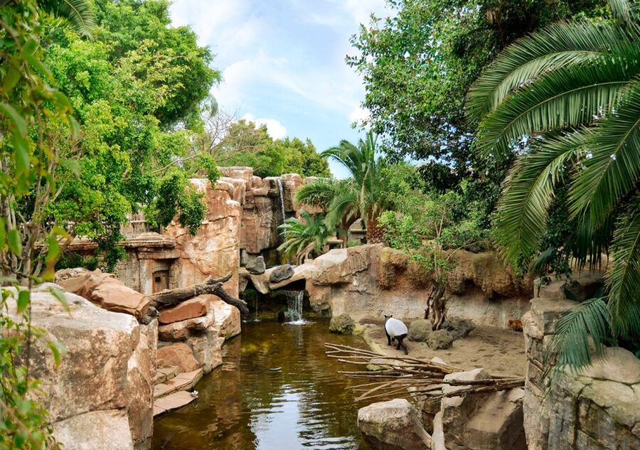 Fuengirola: Bioparc Entrance Ticket - Key points to know before you go