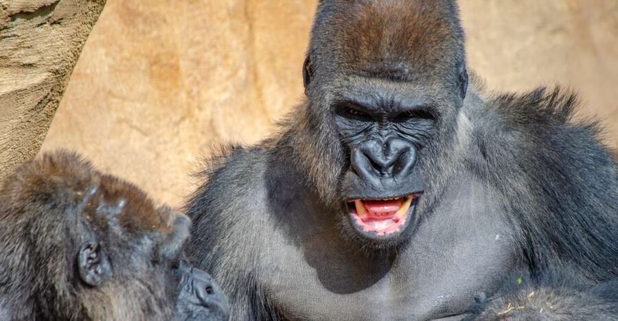 Fuengirola: Bioparc Entrance Ticket - A compact park with a conservation purpose
