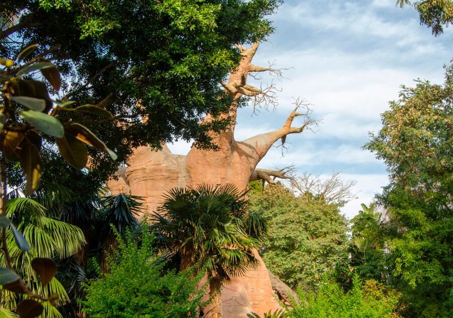 Fuengirola: Bioparc Entrance Ticket - What the $35 ticket includes, and what it does not
