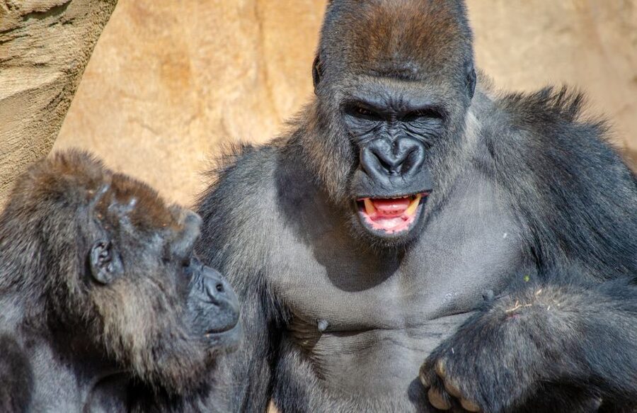 Fuengirola: Bioparc Entrance Ticket - Start with Madagascar and the lemurs