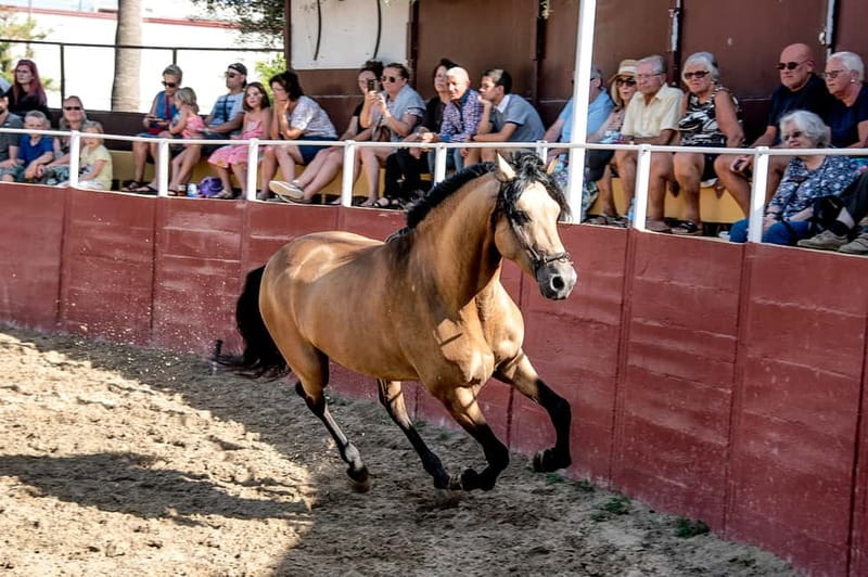 Fuengirola: Spanish Horse Show with Optional Dinner/Flamenco - Key points to know