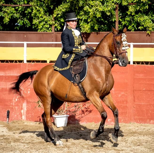 Fuengirola: Spanish Horse Show with Optional Dinner/Flamenco - Dinner at 19:45: paella in the family trophy room