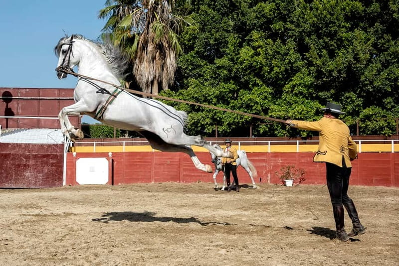 Fuengirola: Spanish Horse Show with Optional Dinner/Flamenco - Picking the right package before you pay