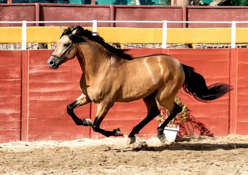Fuengirola: Spanish Horse Show with Optional Dinner/Flamenco - Who will get the most from this evening