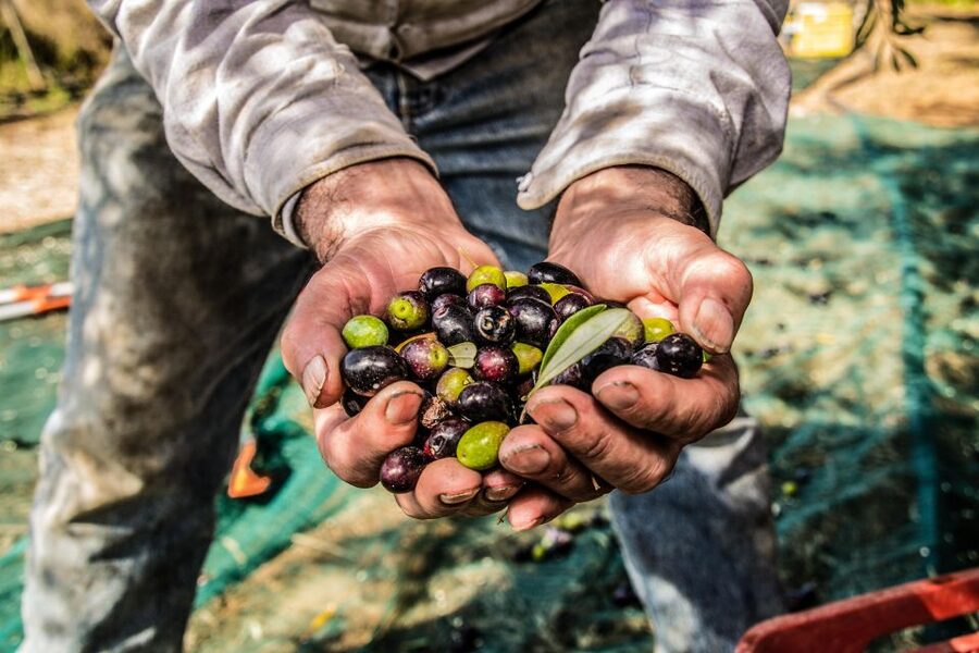 Guided tour and oil tasting at the Aceites Molisur factory - Who will enjoy this visit most?