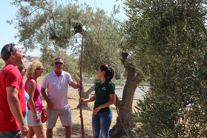Guided tour and olive oil tasting in Alhaurin el Grande (Málaga) - Taste three oils and learn what to notice