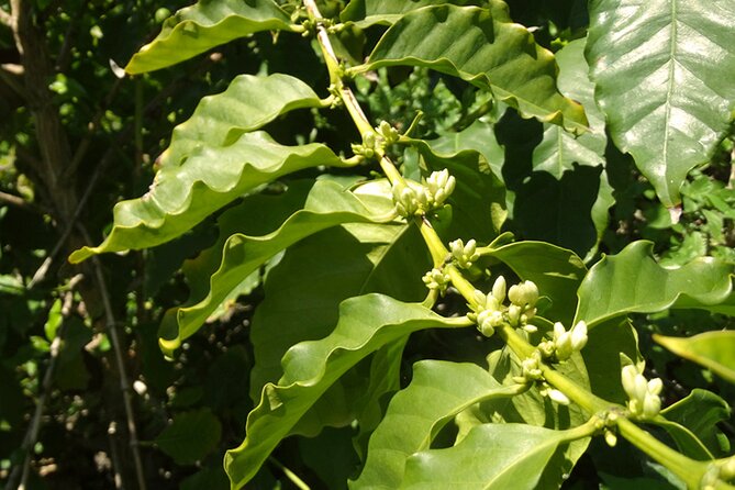 Guided Tour to the only coffee farm in Europe - Why coffee grows in La Herradura