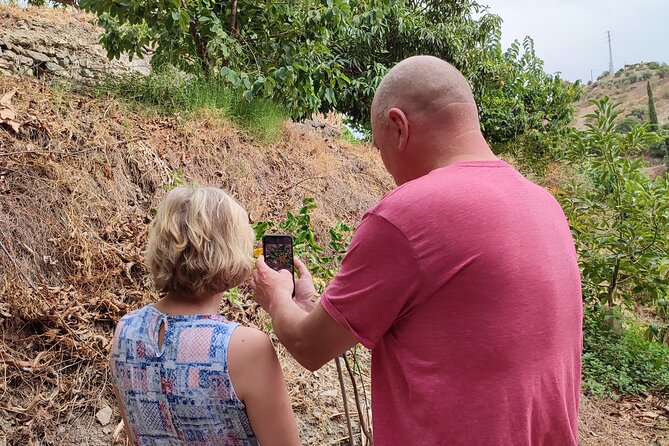 Guided Tour to the only coffee farm in Europe - Tastings, farm goods, and the $18.15 price