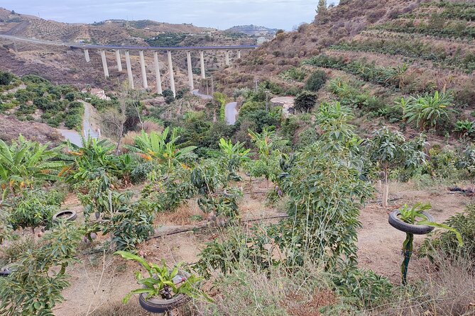 Guided Tour to the only coffee farm in Europe - Walking among mango, lychee, and coffee