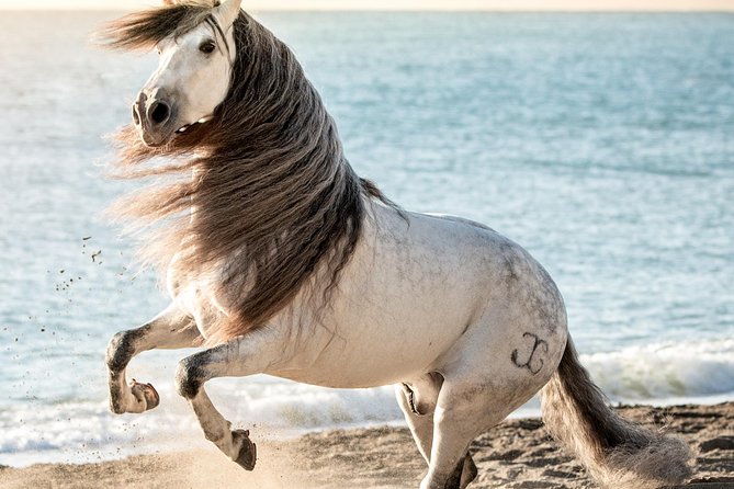Horse and Flamenco Show in Malaga - Heat, seating, and finding the venue