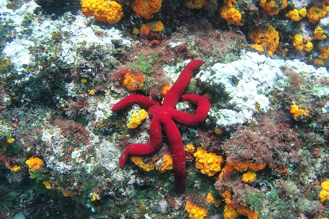 Kayak & Snorkel Tour in Cerro Gordo Natural Park, La Herradura - Should you book it?