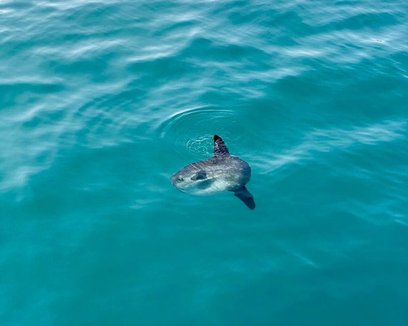Málaga: Boat Tour w/ Snorkeling, Water Activities, and Lunch - Is $101 good value?