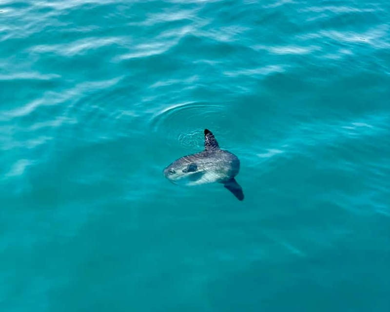Málaga: Boat Tour w/ Snorkeling, Water Activities, and Lunch - Snorkeling at the old wreck