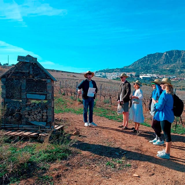 Malaga: White Village, Vineyard, and Wine Tasting Wine Tour - Álora first, wine after