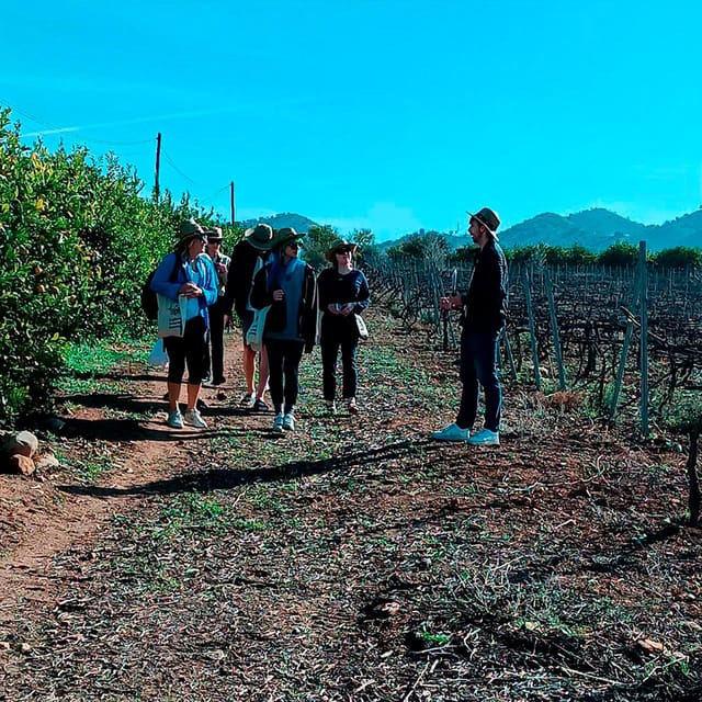 Malaga: White Village, Vineyard, and Wine Tasting Wine Tour - Vineyard walk and Bodegas Pérez Hidalgo
