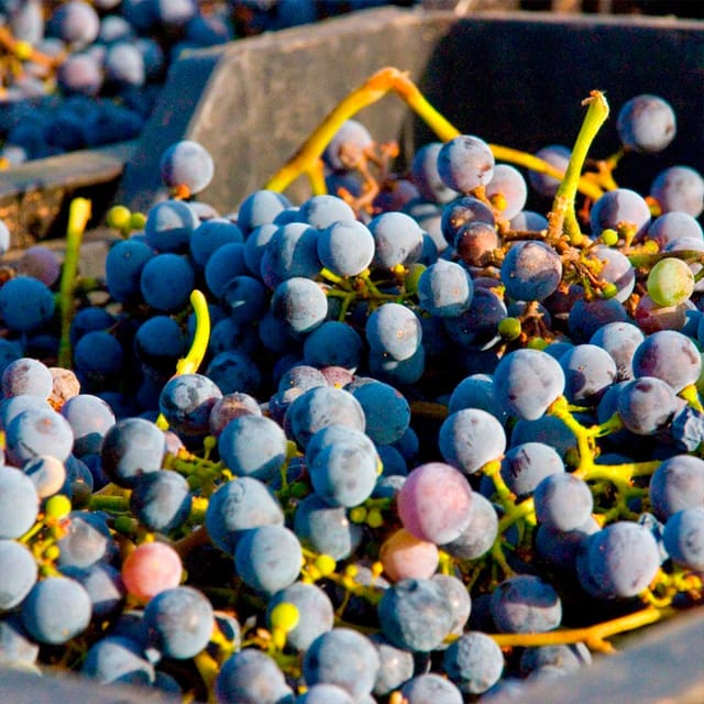 Malaga: White Village, Vineyard, and Wine Tasting Wine Tour - FAQ