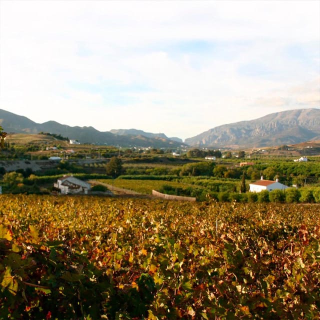 Malaga: White Village, Vineyard, and Wine Tasting Wine Tour - A scenic pause between town and winery