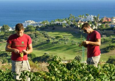 Manilva: Nilva Vineyard, Wine Tasting & Tapas Guided Tour