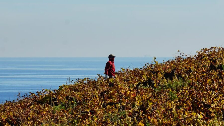 Manilva: Nilva Vineyard, Wine Tasting & Tapas Guided Tour - FAQ