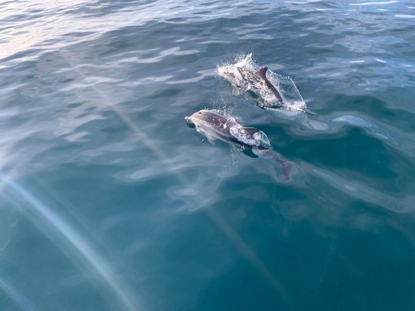 Marbella: Sailing & Dolphin Watching with Snacks and Drinks - Who should book this Puerto Banús sail?
