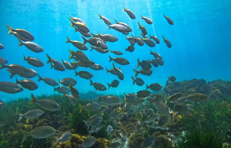 Nerja-Maro: Snorkeling & Sea Scooter Speedboat Trip - Who should book this Nerja snorkel trip?