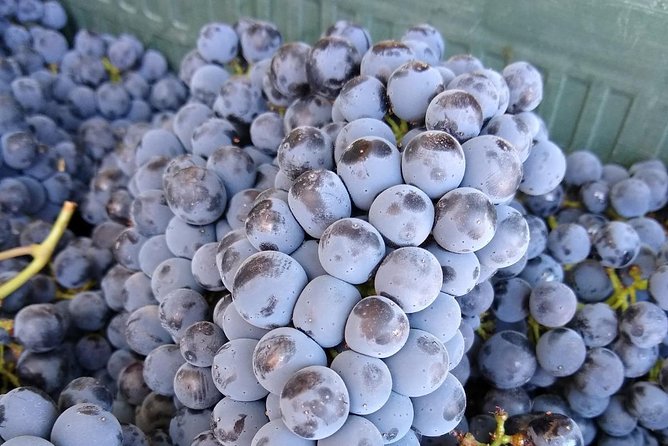 Ronda Day Tour and Winery Visits from Marbella - Who should book this day trip