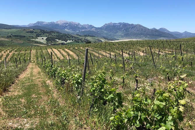 Ronda Day Tour and Winery Visits from Marbella - Should you book it?