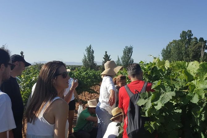 Ronda Day Tour and Winery Visits from Marbella - Bodegas Conrad: a tasting with lunch