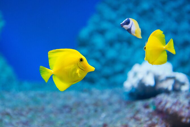 Sealife Benalmadena Entrance Ticket - The interactive rockpool is the hands-on stop