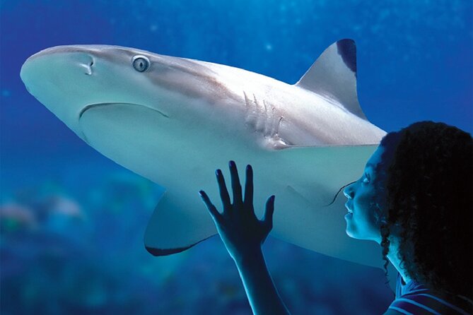 Sealife Benalmadena Entrance Ticket - Opening hours and practical planning