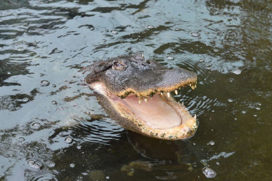 Torremolinos: Crocodile Park Entrance Ticket - What $21 buys you