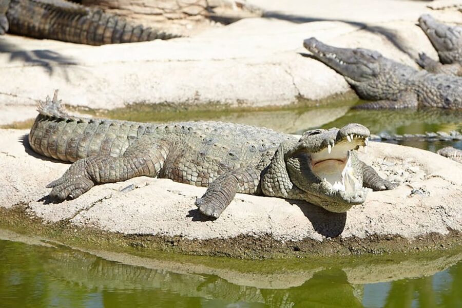 Torremolinos: Crocodile Park Entrance Ticket - A compact route through the park