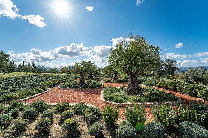 Visit Oil Mill Museum and Olive Oil Tasting in Ronda - Is $30.23 good value?
