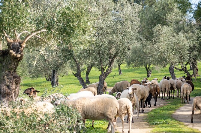 Visit Oil Mill Museum and Olive Oil Tasting in Ronda - FAQ