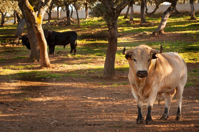 Visita Entre Toros y Caballos - A ranch visit in the heart of bull country
