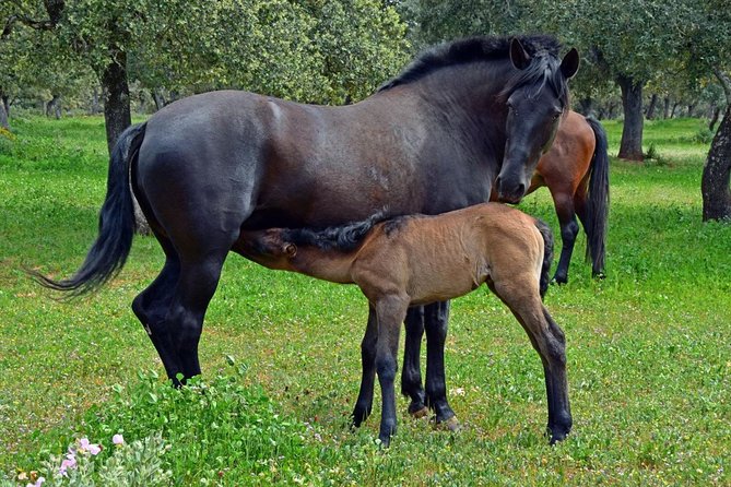 Visita Entre Toros y Caballos - Who should book Reservatauro Ronda?