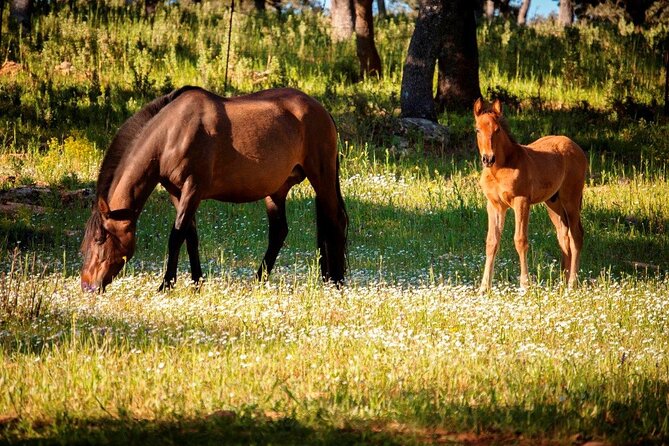 Visita Entre Toros y Caballos - Horses in the stables and pasture